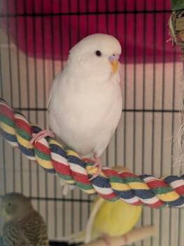 Budgie Budgerigar Birds Available for Adoption in Fairfax, Virginia - Yeti | PetCurious