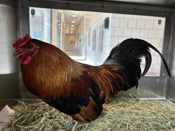KIETH URBAN -  Chicken Bird for Adoption in Grand Prairie, Texas - KIETH URBAN | PetCurious