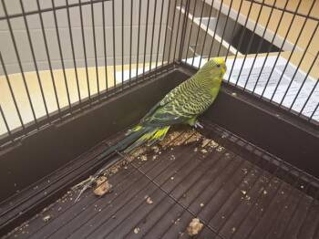 BAVLBA -  Parakeet Bird for Adoption in Colorado Springs, Colorado - BAVLBA | PetCurious