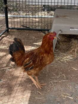 Chicken Birds Available for Adoption in Albuquerque, New Mexico - TIANA | PetCurious