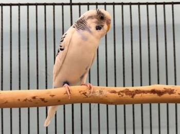 Parracuda -  Parakeet Bird for Adoption in Woodbury, Minnesota - Parracuda | PetCurious