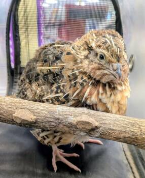 Quail Birds Available for Adoption - Coturnix Quail 01- 08 | PetCurious