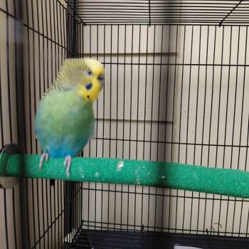 Parakeet Birds Available for Adoption - 06 | PetCurious