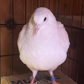 Pigeon Birds Available for Adoption - Beep | PetCurious