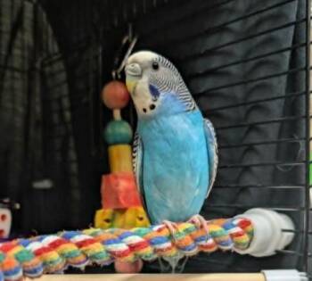 Banana and Blueberry -  Parakeet Bird for Adoption in Vancouver, British Columbia - Banana And Blueberry | PetCurious