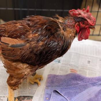 Richard -  Chicken Bird for Adoption in Memphis, Tennessee - Richard | PetCurious