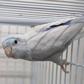 Parrotlet Birds Available for Adoption in Kanab, Utah - Zeus | PetCurious