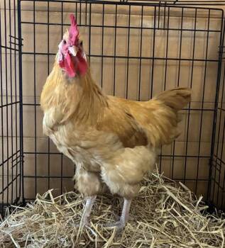 Glen -  Chicken Bird for Adoption in Salinas, California - Glen | PetCurious