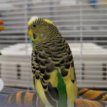 Parakeet Birds Available for Adoption in Kanab, Utah - Krill | PetCurious