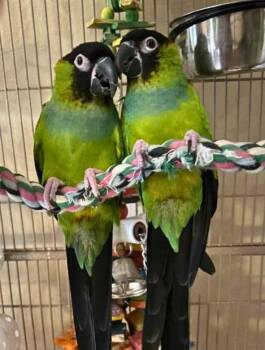 Conure Birds Available for Adoption - Ned | PetCurious