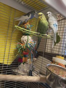 Parakeet Birds Available for Adoption in Hinckley, Illinois - Maverick, Nova, And Malibu | PetCurious