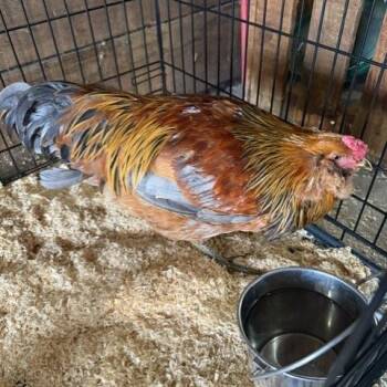 MJ -  Chicken Bird for Adoption - MJ | PetCurious