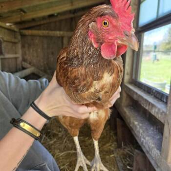 Chicken Birds Available for Adoption in Quakertown, Pennsylvania - Echo | PetCurious
