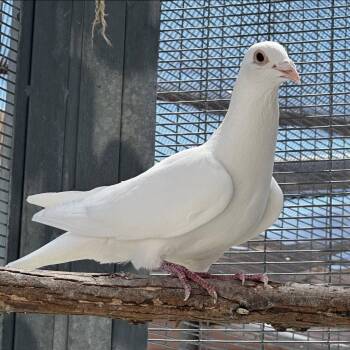 Enoki -  Pigeon Bird for Adoption in Burlingame, California - Enoki | PetCurious