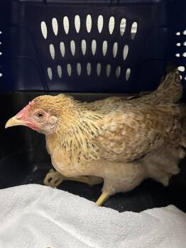 MISS PECKY -  Chicken Bird for Adoption in Las Vegas, Nevada - MISS PECKY | PetCurious