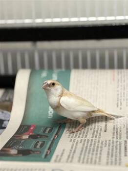 Hibou -  Finch Bird for Adoption in Montreal, Quebec - Hibou | PetCurious