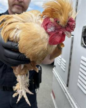 Chicken Birds Available for Adoption in Martinez, California - A1048133 | PetCurious