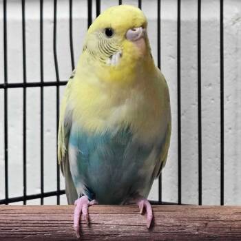 Parakeet Birds Available for Adoption in Jefferson, Wisconsin - Cher | PetCurious