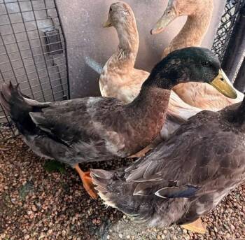 Finnick -  Duck Bird for Adoption in Golden, Colorado - Finnick | PetCurious