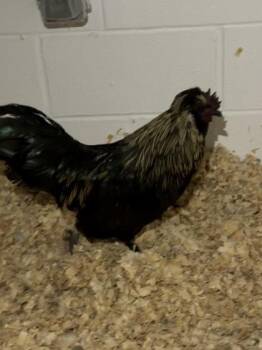Good Luck Cluck -  Chicken Bird for Adoption in Fairfax, Virginia - Good Luck Cluck | PetCurious