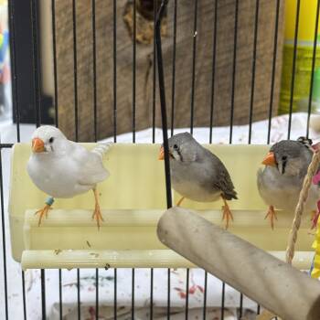 Finches -  Finch and Canary Bird for Adoption in Philadelphia, Pennsylvania - Finches | PetCurious