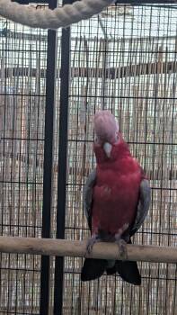 Rose-Breasted Cockatoo Ziva 20 YO F -4 Men- -  Cockatoo Bird for Adoption in Vancouver, Washington - Rose-Breasted Cockatoo Ziva 20 YO F -4 Men- | PetCurious