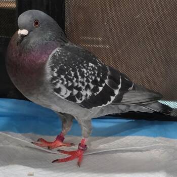 Charles Robert -  Pigeon Bird for Adoption in Chicago, Illinois - Charles Robert | PetCurious