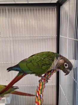 Pedro -  Conure Bird for Adoption in Montreal, Quebec - Pedro | PetCurious