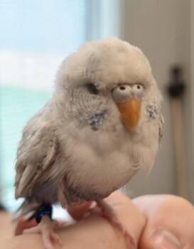 Budgie Budgerigar Birds Available for Adoption - Wing | PetCurious