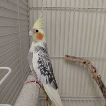 Cockatiel Birds Available for Adoption in Cincinnati, Ohio - Pearl | PetCurious