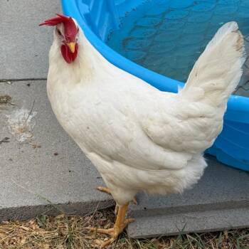 Romulus -  Chicken Bird for Adoption in Cheyenne, Wyoming - Romulus | PetCurious