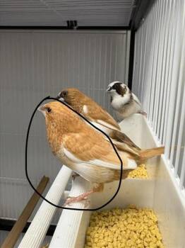 Biscuit -  Finch Bird for Adoption in Montreal, Quebec - Biscuit | PetCurious