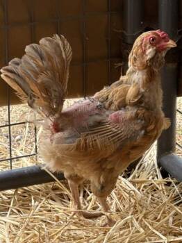 Billina -  Chicken Bird for Adoption in Roseville, California - Billina | PetCurious