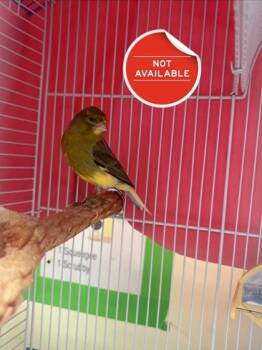 Yoshi -  Canary Bird for Adoption in Lowell, Massachusetts - Yoshi | PetCurious