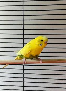 Katy Parakeet -  Parakeet Bird for Adoption in Coquitlam, British Columbia - Katy Parakeet | PetCurious