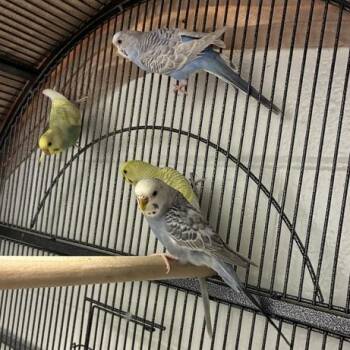 Pecky Sue -  Parakeet Bird for Adoption in Dayton, Ohio - Pecky Sue | PetCurious
