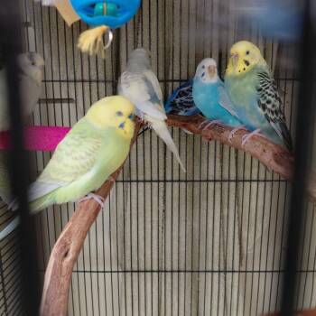 Parakeet Birds Available for Adoption - 23 | PetCurious