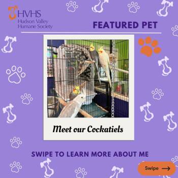 Four Cockatiels -  Cockatiel Bird for Adoption in Pomona, New York - Four Cockatiels | PetCurious