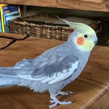 Zazu -  Cockatiel Bird for Adoption in Branford, Connecticut - Zazu | PetCurious