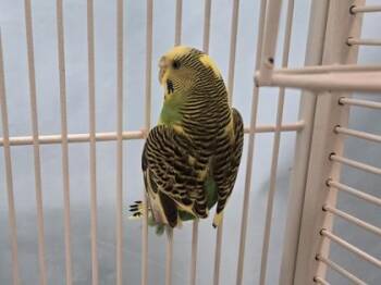 Pudgie -  Parakeet Bird for Adoption in Minneapolis, Minnesota - Pudgie | PetCurious