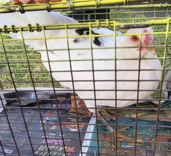 CHICKY PEEP -  Chicken Bird for Adoption in San Antonio, Texas - CHICKY PEEP | PetCurious