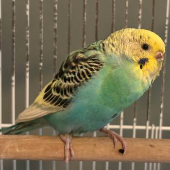 Kiwi -  Parakeet Bird for Adoption in Columbia, Missouri - Kiwi | PetCurious