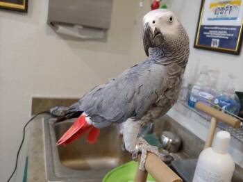African Grey Birds Available for Adoption in Elizabeth, Colorado - Zane Grey | PetCurious