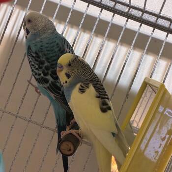Mango & Sky -  Parakeet Bird for Adoption in Arlington, Texas - Mango & Sky | PetCurious