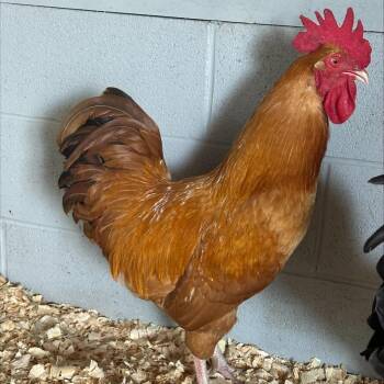 Luke (ID 52021) -  Chicken Bird for Adoption in Manassas, Virginia - Luke (ID 52021) | PetCurious