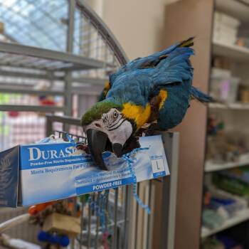 Macaw Birds Available for Adoption in Kanab, Utah - Captain | PetCurious