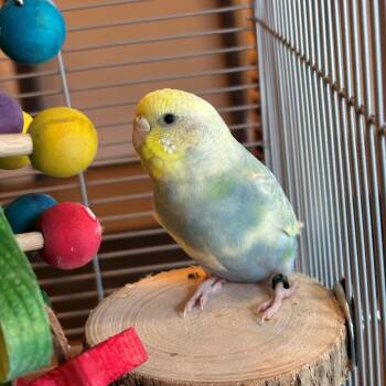 Phyllis -  Parakeet Bird for Adoption in Burlington, Ontario - Phyllis | PetCurious