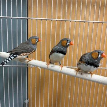 HEPHAESTUS -  Finch Bird for Adoption in Boston, Massachusetts - HEPHAESTUS | PetCurious