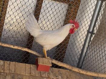 FOG HORN -  Chicken Bird Available for Adoption in Albuquerque, New Mexico - FOG HORN | PetCurious