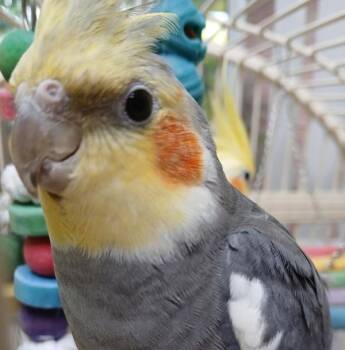 Gus -  Cockatiel Bird for Adoption in Sioux City, Iowa - Gus | PetCurious